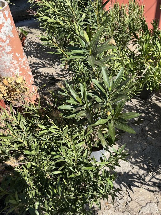 Зокум, Лян, Олеандър