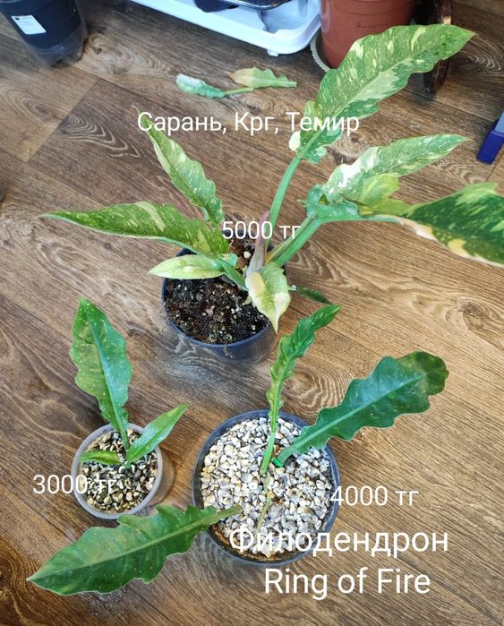 Филодендрон Селоу,Биркин,и т.д