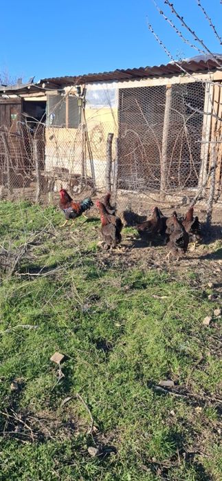 Яйца от катунски кокошки