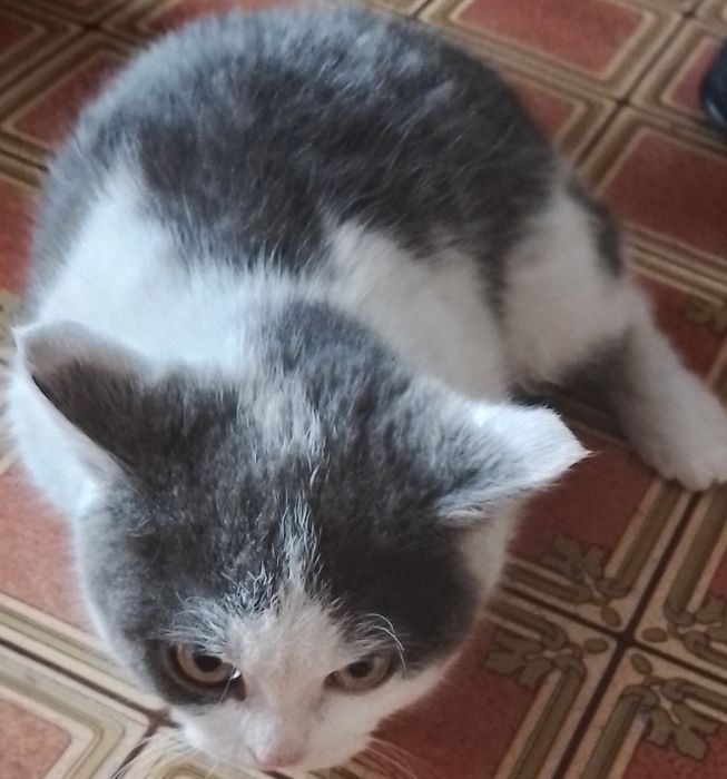 Продам катёнка смесь британсом