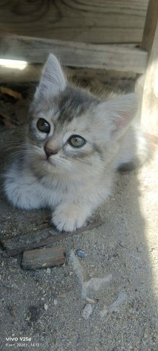 Отдам котят  в добрые руки