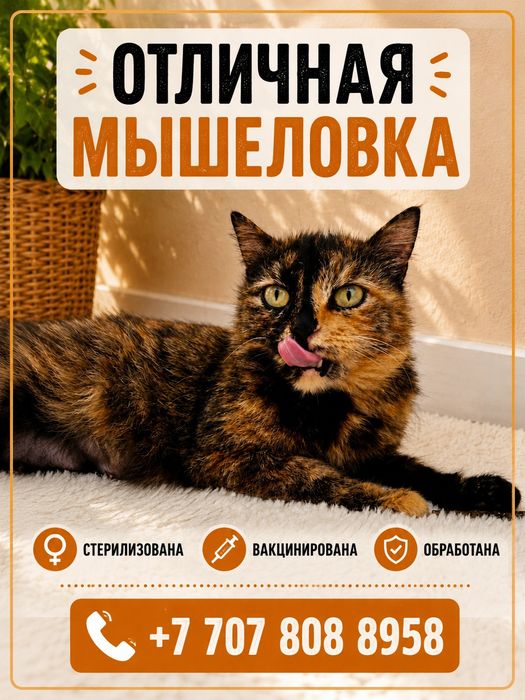 Красивая и умная лапочка кошечка ищет дом