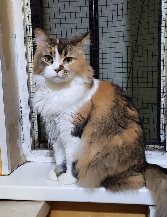 Отдам даром кошку