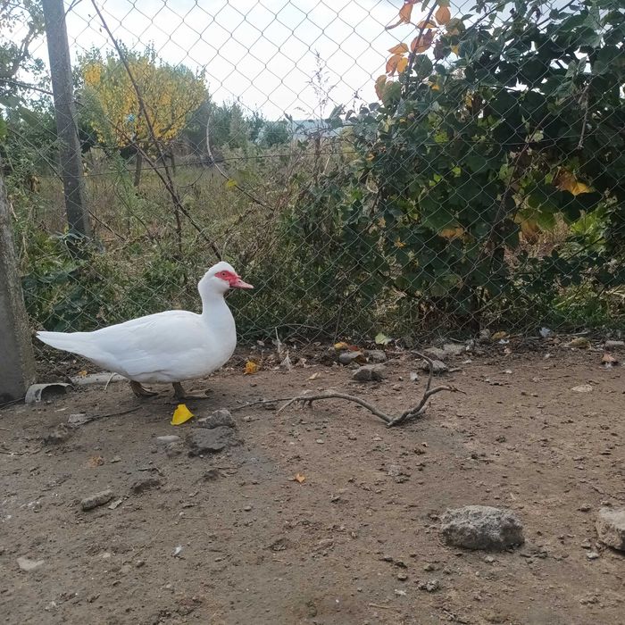 Rate si ratoi lesesti de vanzare