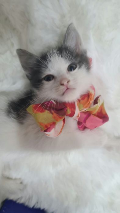 Adoptie pui de pisicia