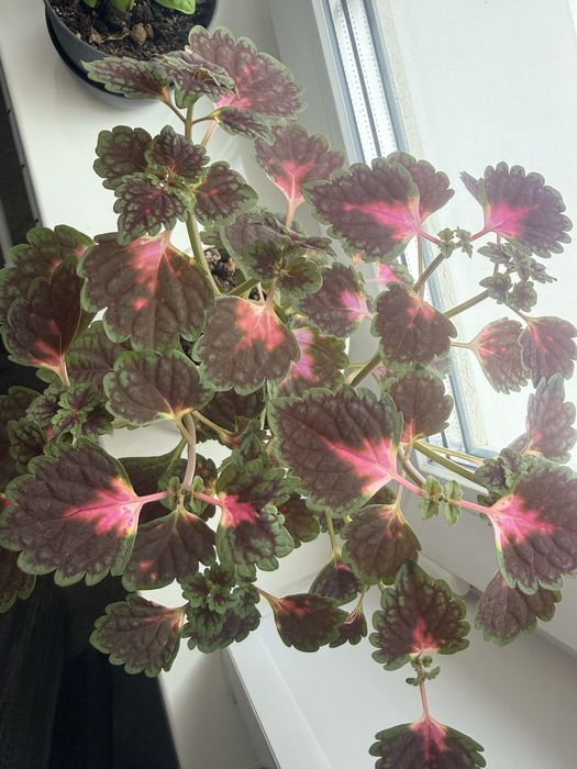 Продам цветок колеус