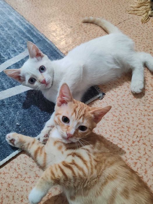 Отдам котят в добрые руки