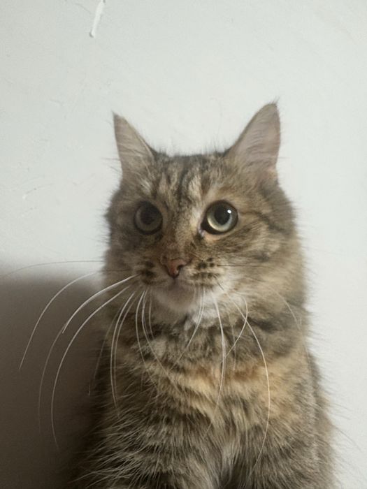 Кошечка отдам в добрые руки