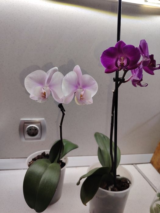 Зелени живи  растения в кашпи, червените подходящи за Свети Валентин