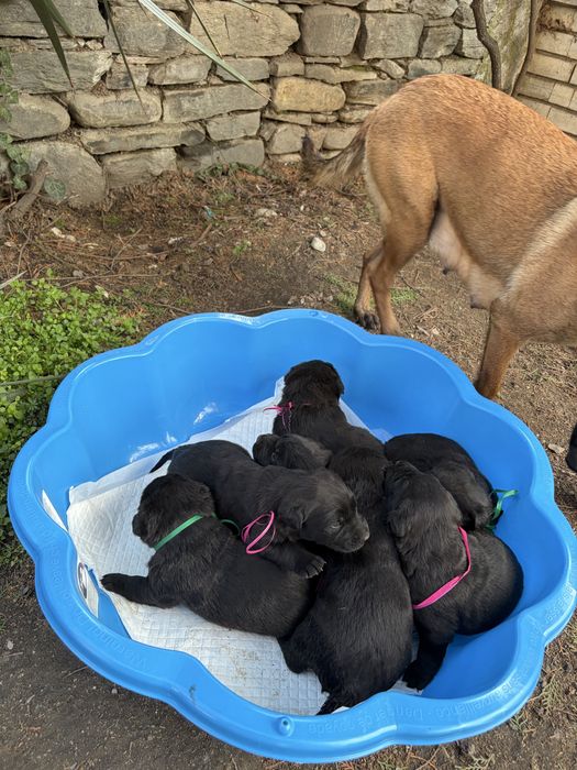 Подарявам кученца