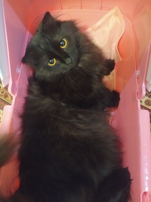 Пародистая кошка