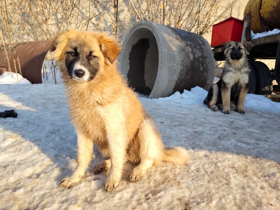 Щенки, один мальчик, три девочки, 3 месяца