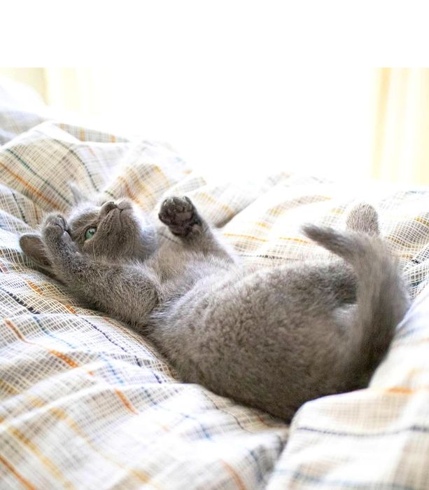 Кошечка Руско ГолУбаЯ 4 мес