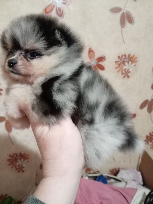Продам щенков шпица