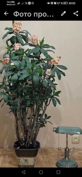 Продам комнатный цветок Молочай