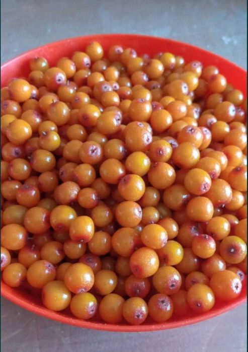 Облепиха Облепиха