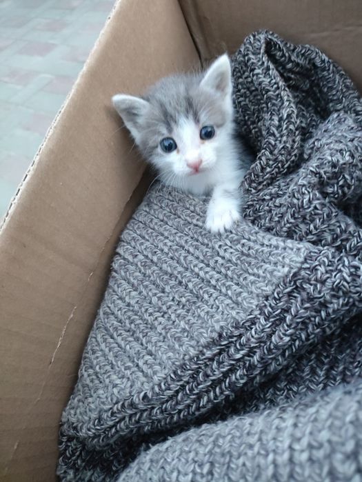 Отдам котят в добрые руки
