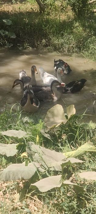 Bir para sariq gʻozlar sotiladi