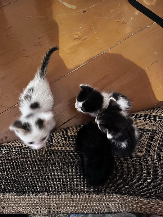 Котята бесплатно