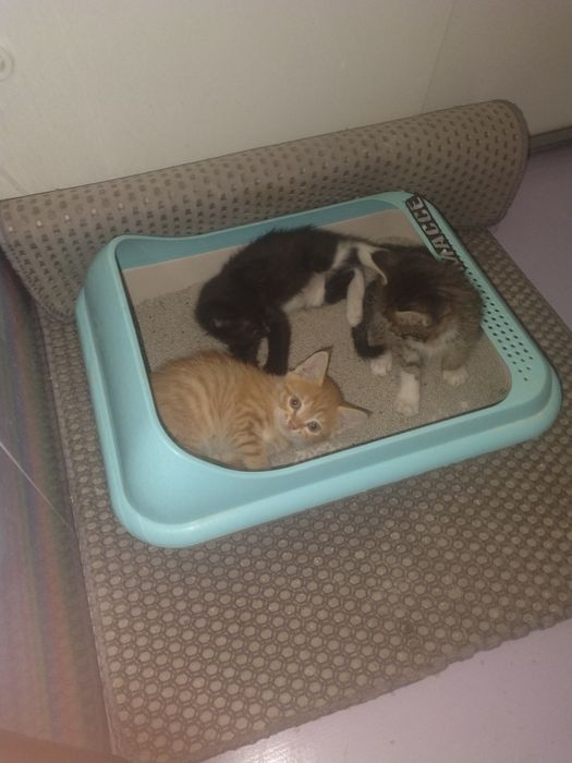 Отдаю котят в добрые руки