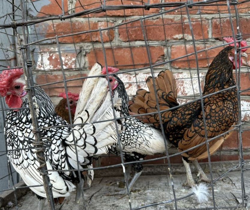 Сибрайт золото и серебро