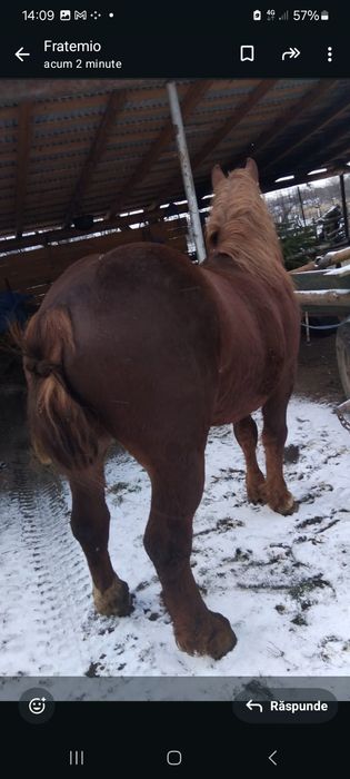 Vand manz de 1 an jumătate