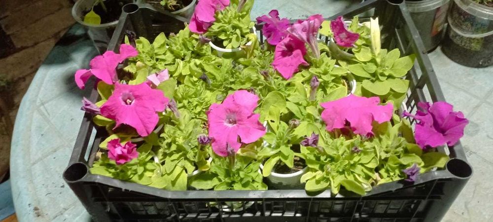 Продам рассаду овощей и цветов