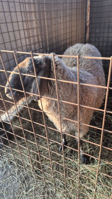 Bernec carabas de vanzare