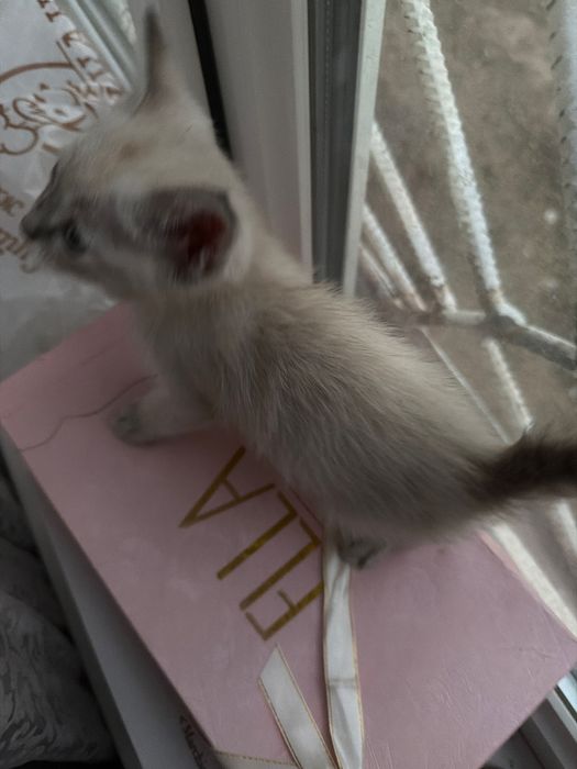 котенок бесплатно (конаев)