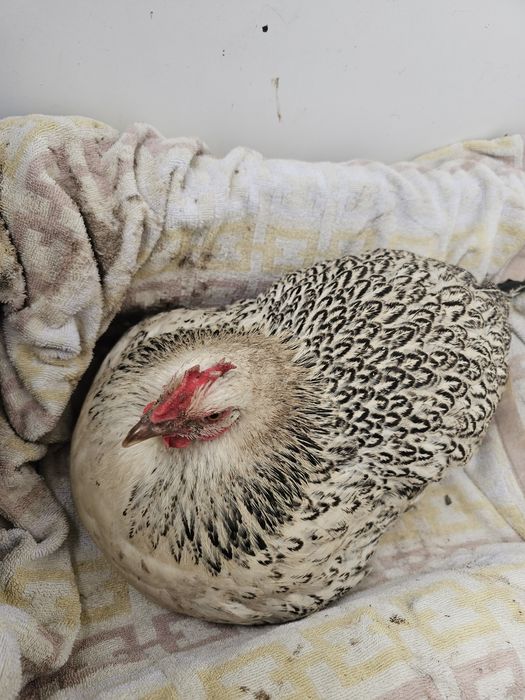 Продаю Квочки 2 шт