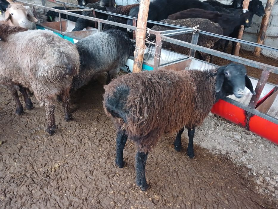 ТоқтыҚошқарларрр