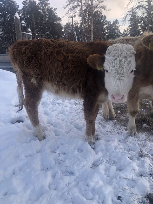 1жасар торпактар 1еркек 1ургашы
