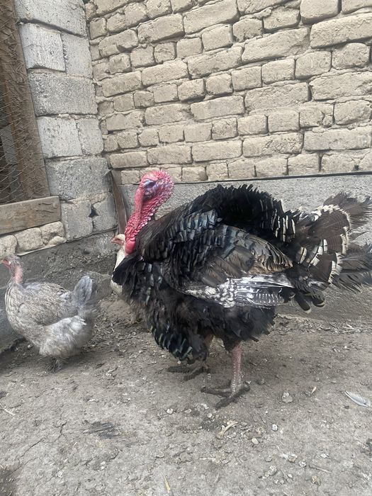 Продам индюка бронза