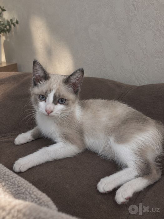 Сиамский котёнок