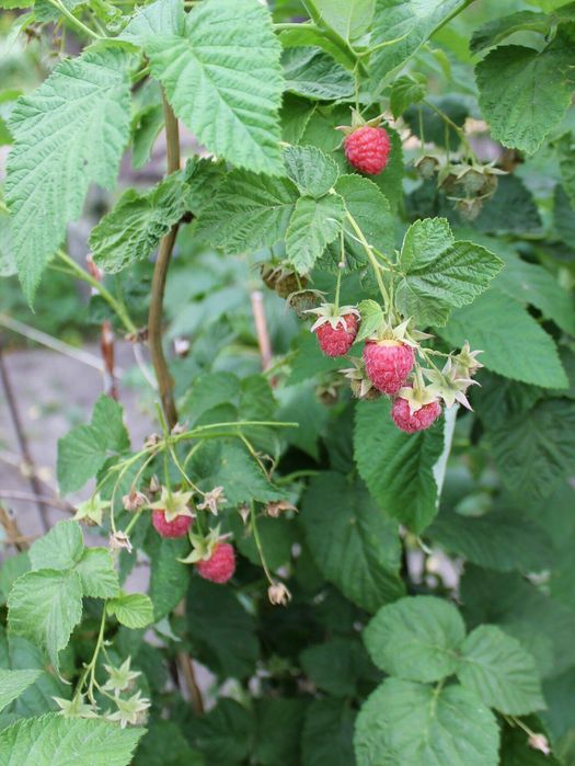 Продам клубнику и малину