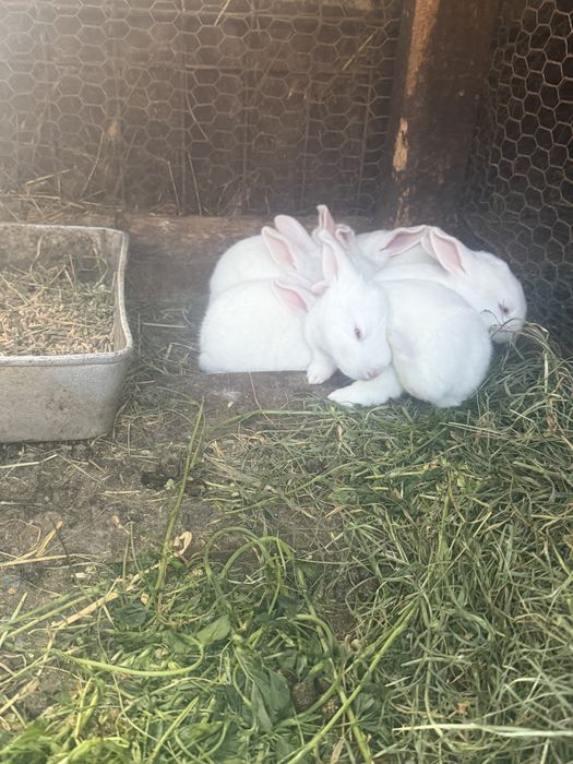 Vand iepuri belgieni puri