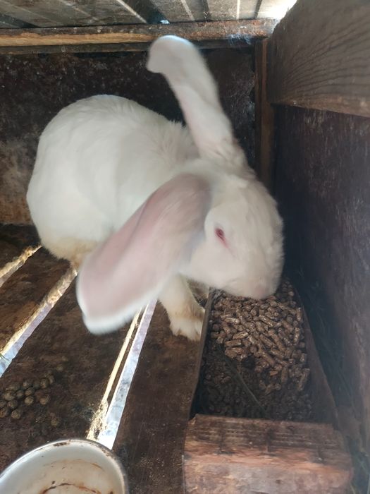 Срочна продам крупную самку фландэр