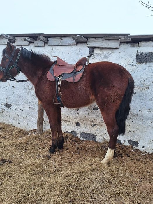 Құнан   сатылады