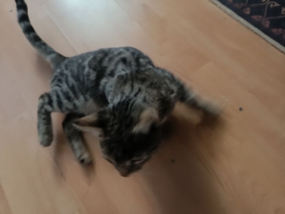 Отдам котенка подростка, самец.