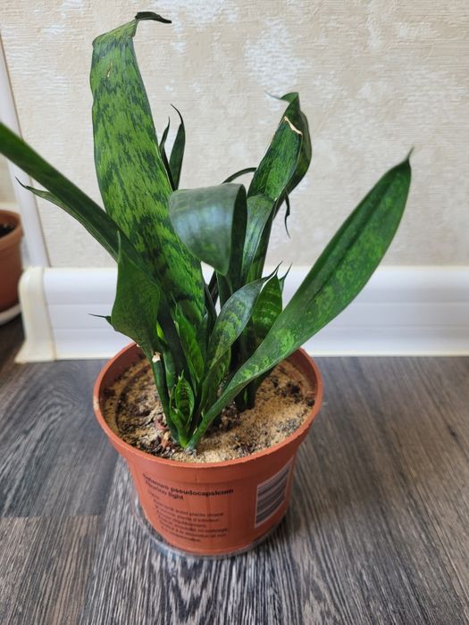 Продам сансевьера