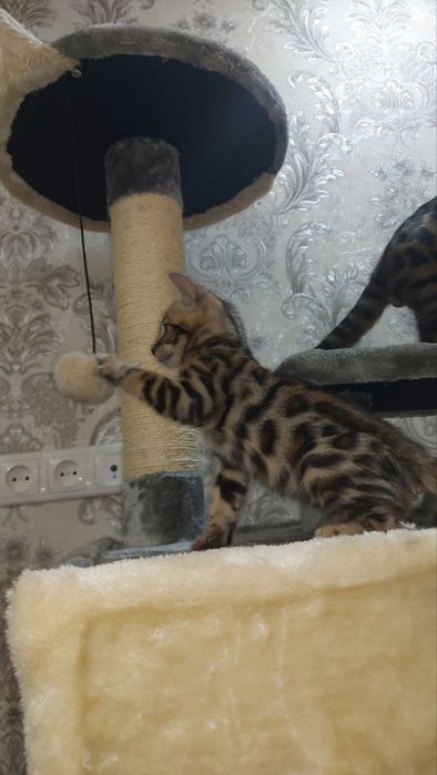 Бенгальский котенок