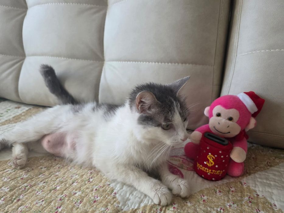 Котёночек ищет семью