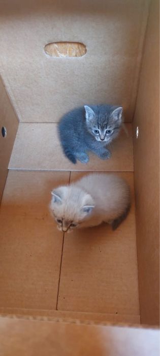 Отдам котенка в добрые руки бесплатно