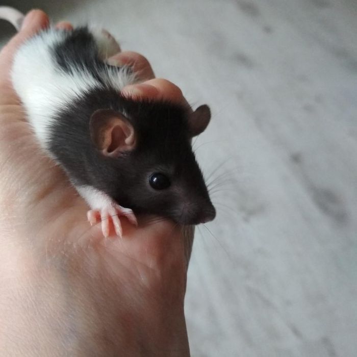 Породам декоративных крыс