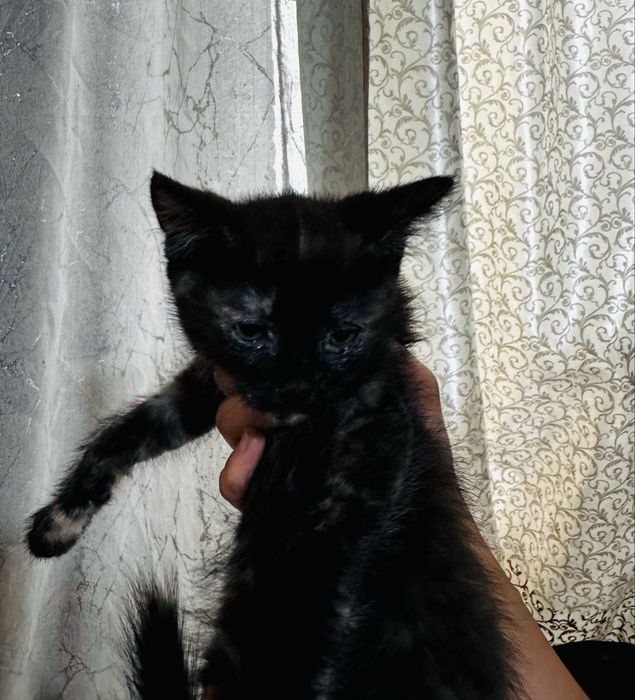 Отдам котят в добрые руки