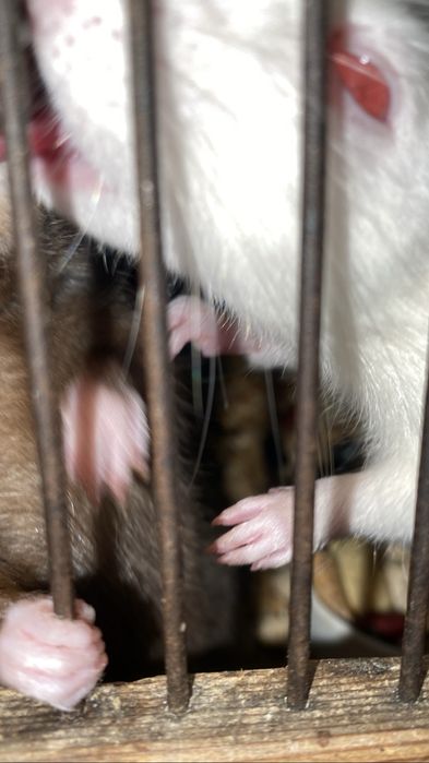 Продам крысу вместе с клеткой