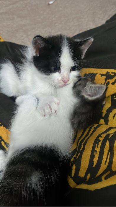 отдам ласковых котят в добрые руки