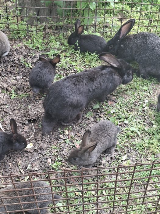 Продаются крольчата 7шт