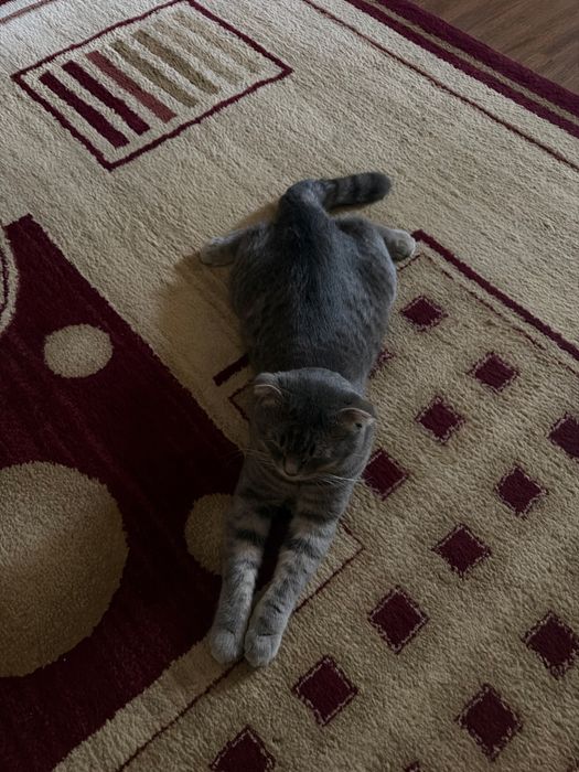Кот для вязки молодой и энергичный
