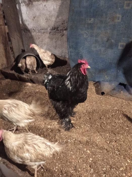 Петух черна мраморный